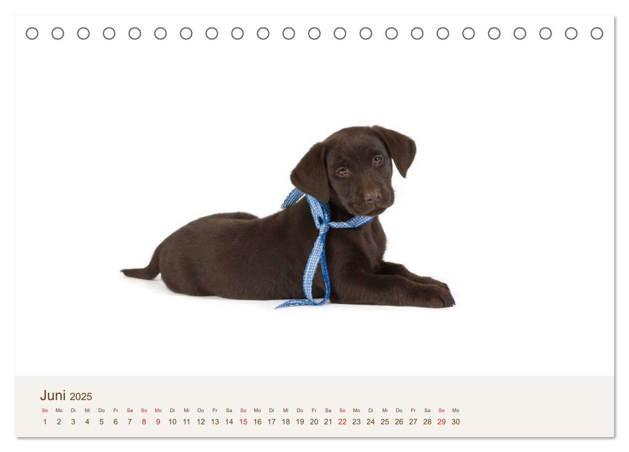 Bild: 9783435616152 | Labrador - Welpen (Tischkalender 2025 DIN A5 quer), CALVENDO...