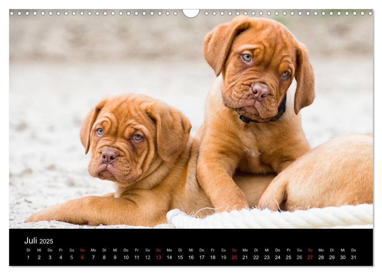 Bild: 9783435519101 | Bordeauxdoggen Welpen (Wandkalender 2025 DIN A3 quer), CALVENDO...