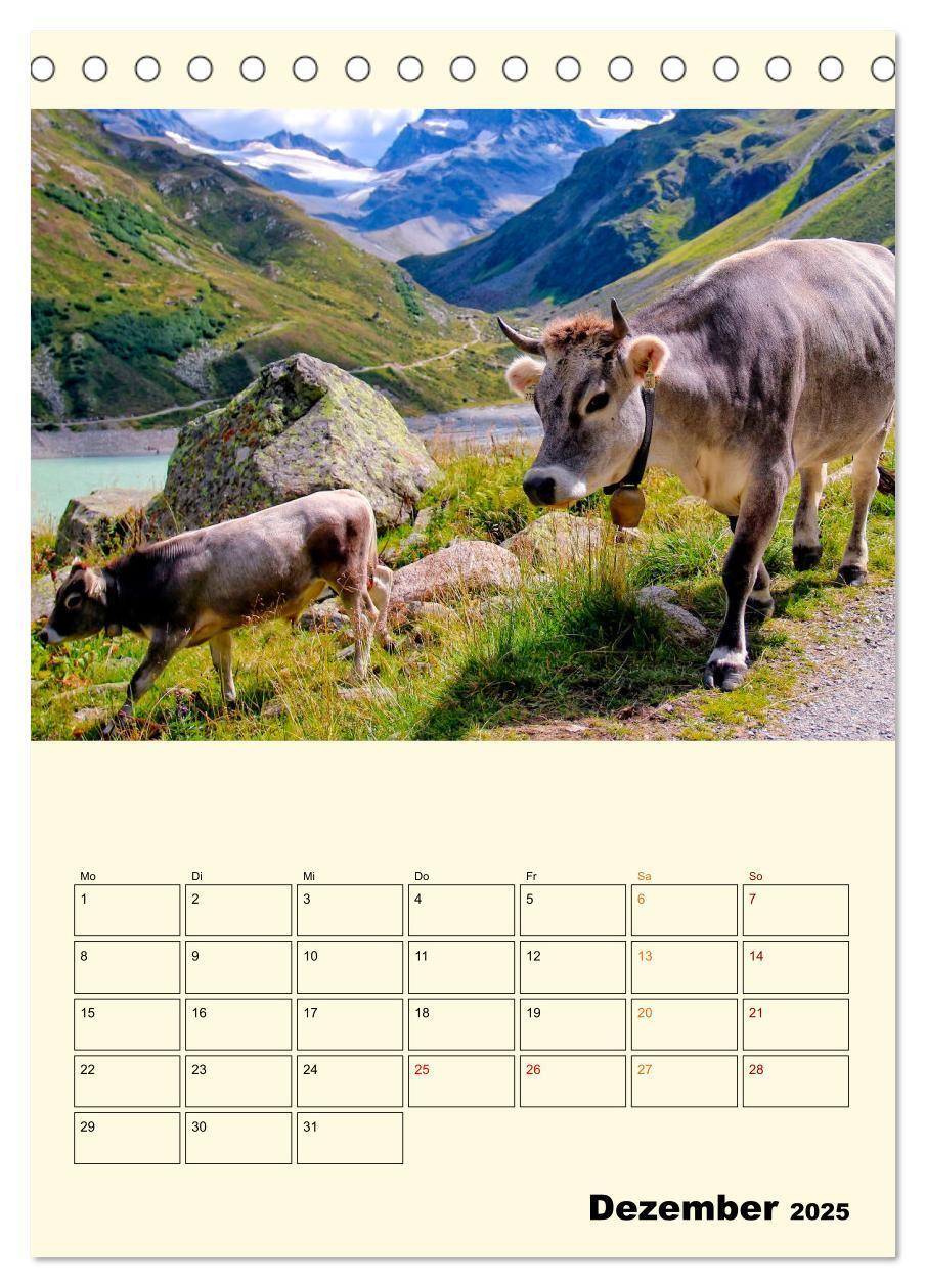 Bild: 9783435895526 | Glückliche Bergkühe (Tischkalender 2025 DIN A5 hoch), CALVENDO...