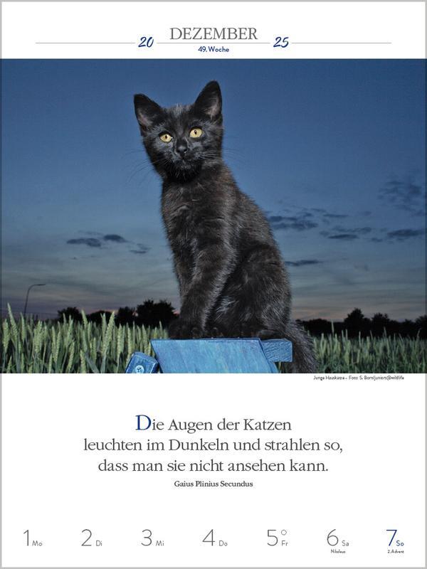 Bild: 9783731877226 | Literaturkalender Katzen 2025 | Verlag Korsch | Kalender | 54 S.