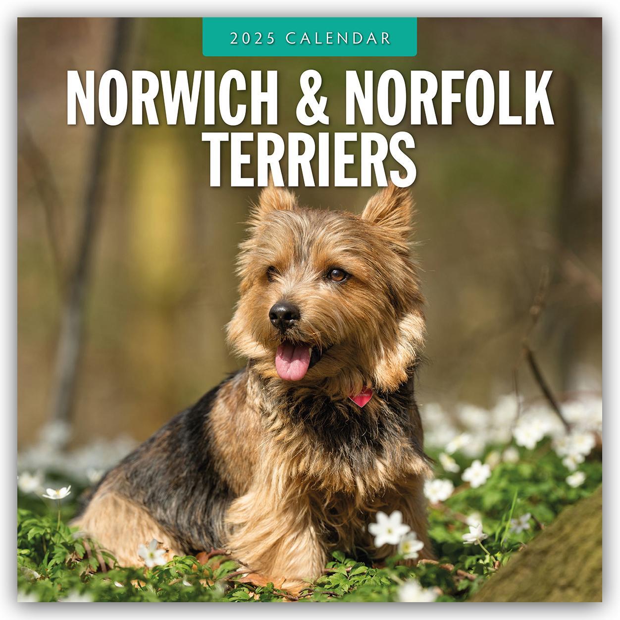 Cover: 9781804424902 | Norwich Terrier und Norfolk Terrier 2025 - 16-Monatskalender | Red