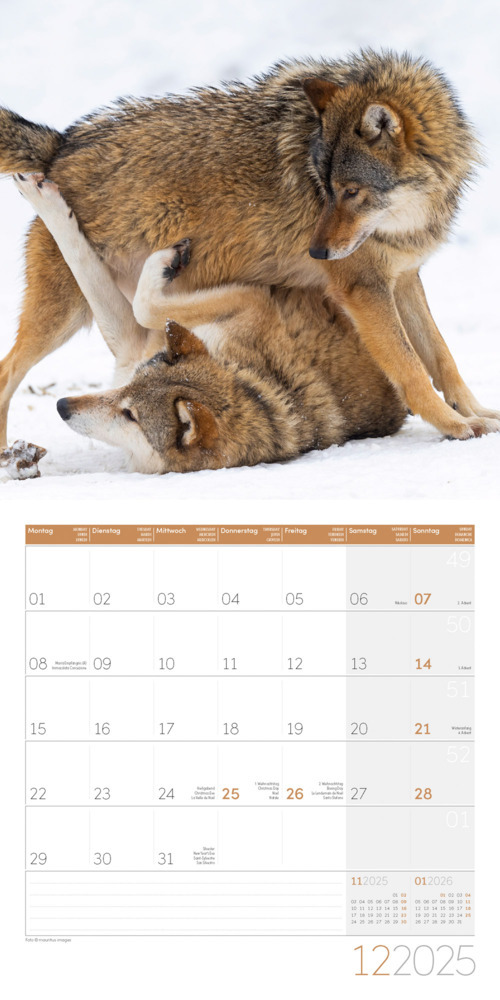 Bild: 9783838445236 | Wölfe Kalender 2025 - 30x30 | Ackermann Kunstverlag | Kalender | 28 S.