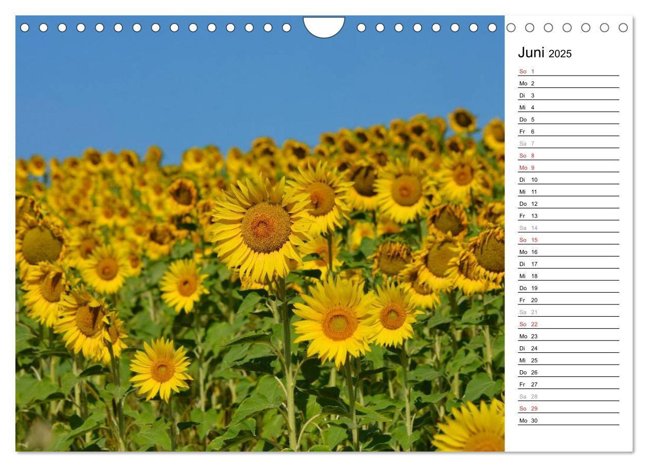 Bild: 9783435477142 | Ein Jahr lang Sonnenblumen (Wandkalender 2025 DIN A4 quer),...