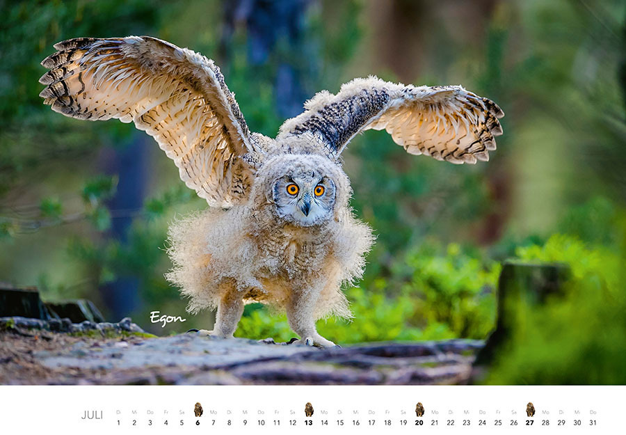 Bild: 9783966648141 | Eulen Kalender 2025 | J.-L. Klein (u. a.) | Kalender | Spiralbindung