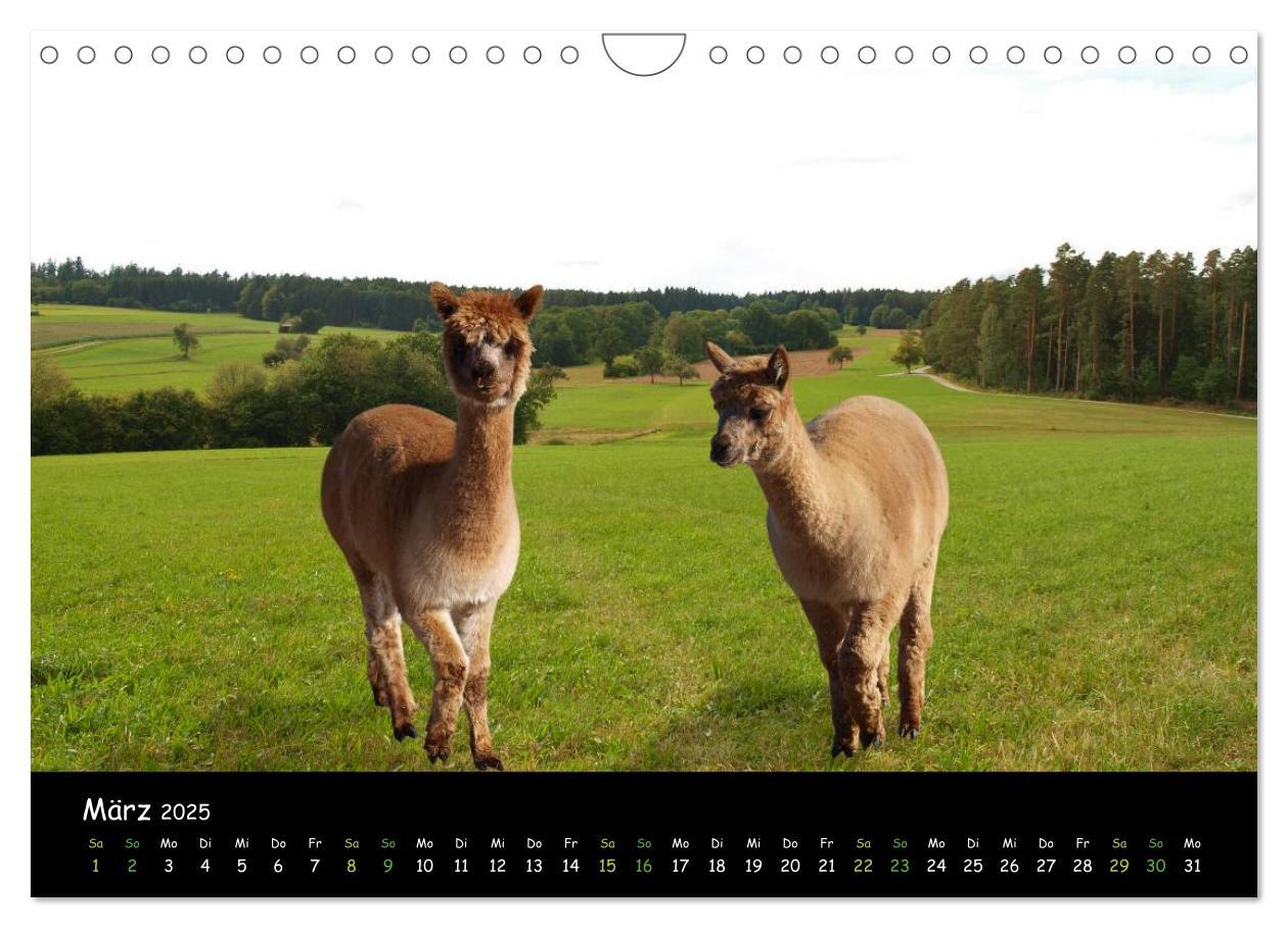 Bild: 9783435562565 | Alpakas zum Verlieben (Wandkalender 2025 DIN A4 quer), CALVENDO...