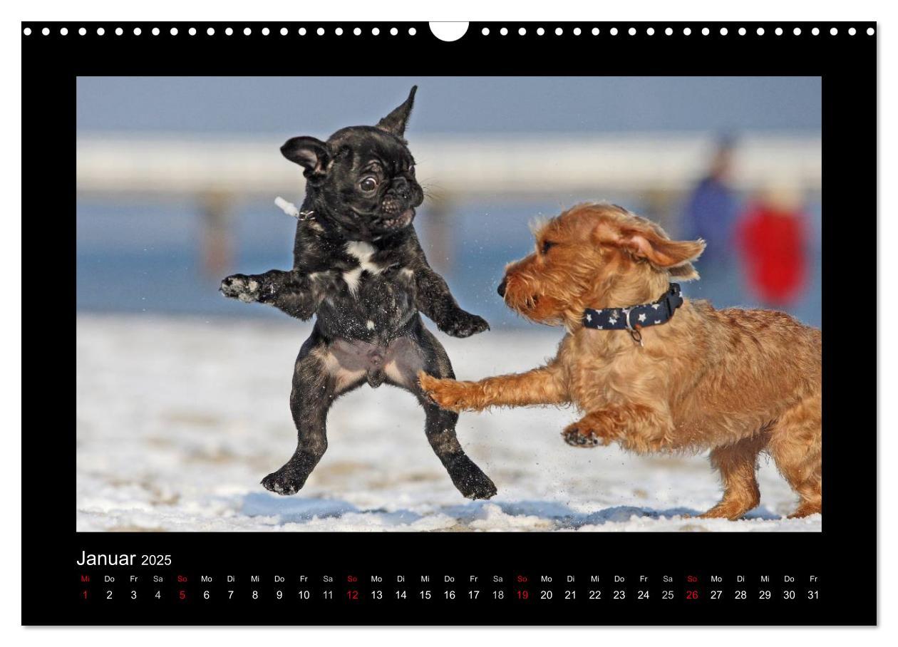 Bild: 9783435641055 | Allerlei Hundekinder (Wandkalender 2025 DIN A3 quer), CALVENDO...