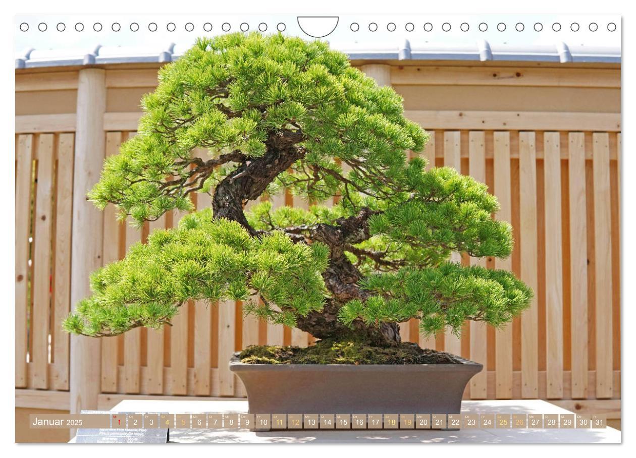 Bild: 9783457198117 | Gartenkunst aus Japan: Bonsai (Wandkalender 2025 DIN A4 quer),...