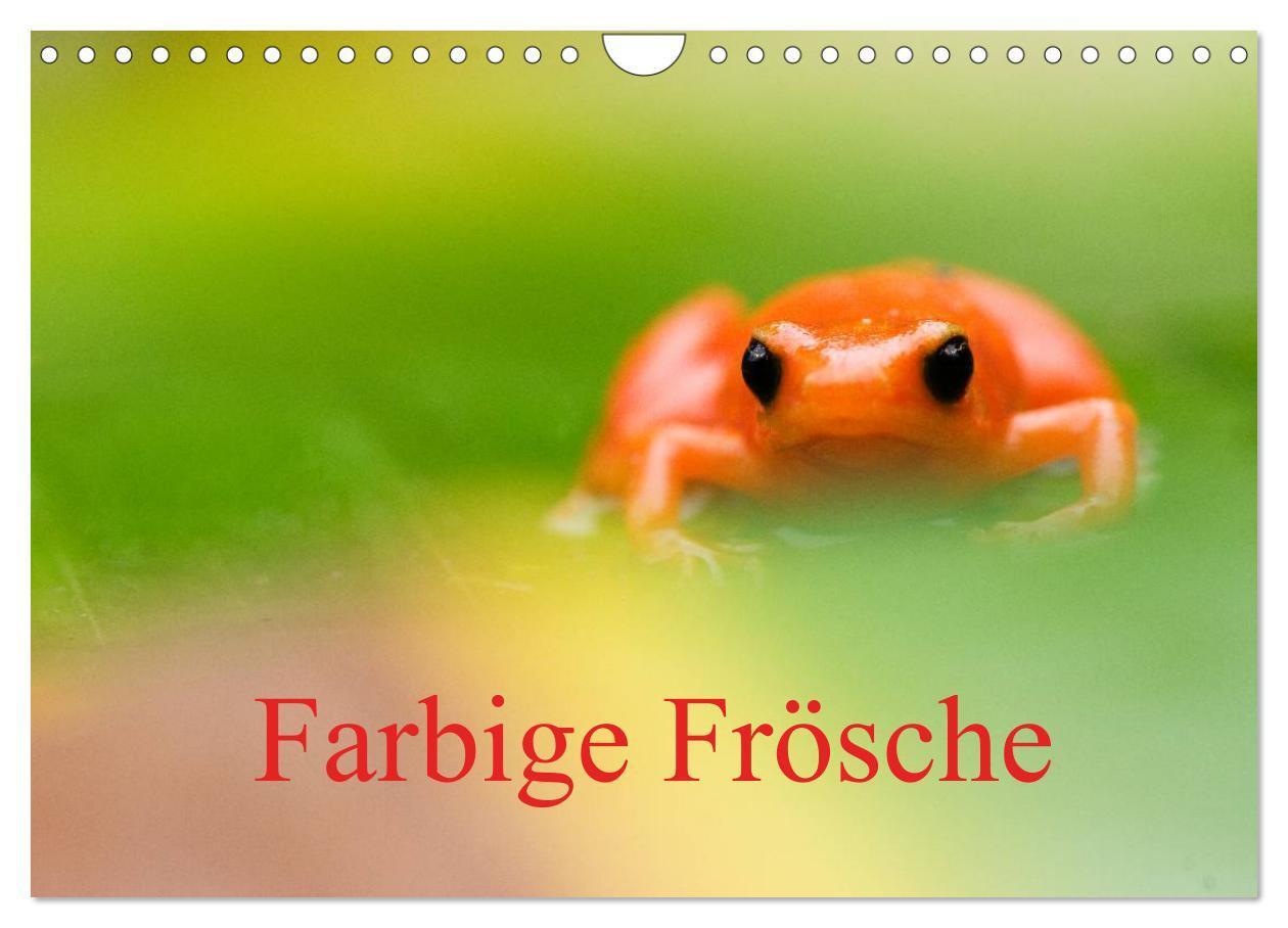 Cover: 9783435706747 | Farbige Frösche (Wandkalender 2025 DIN A4 quer), CALVENDO...