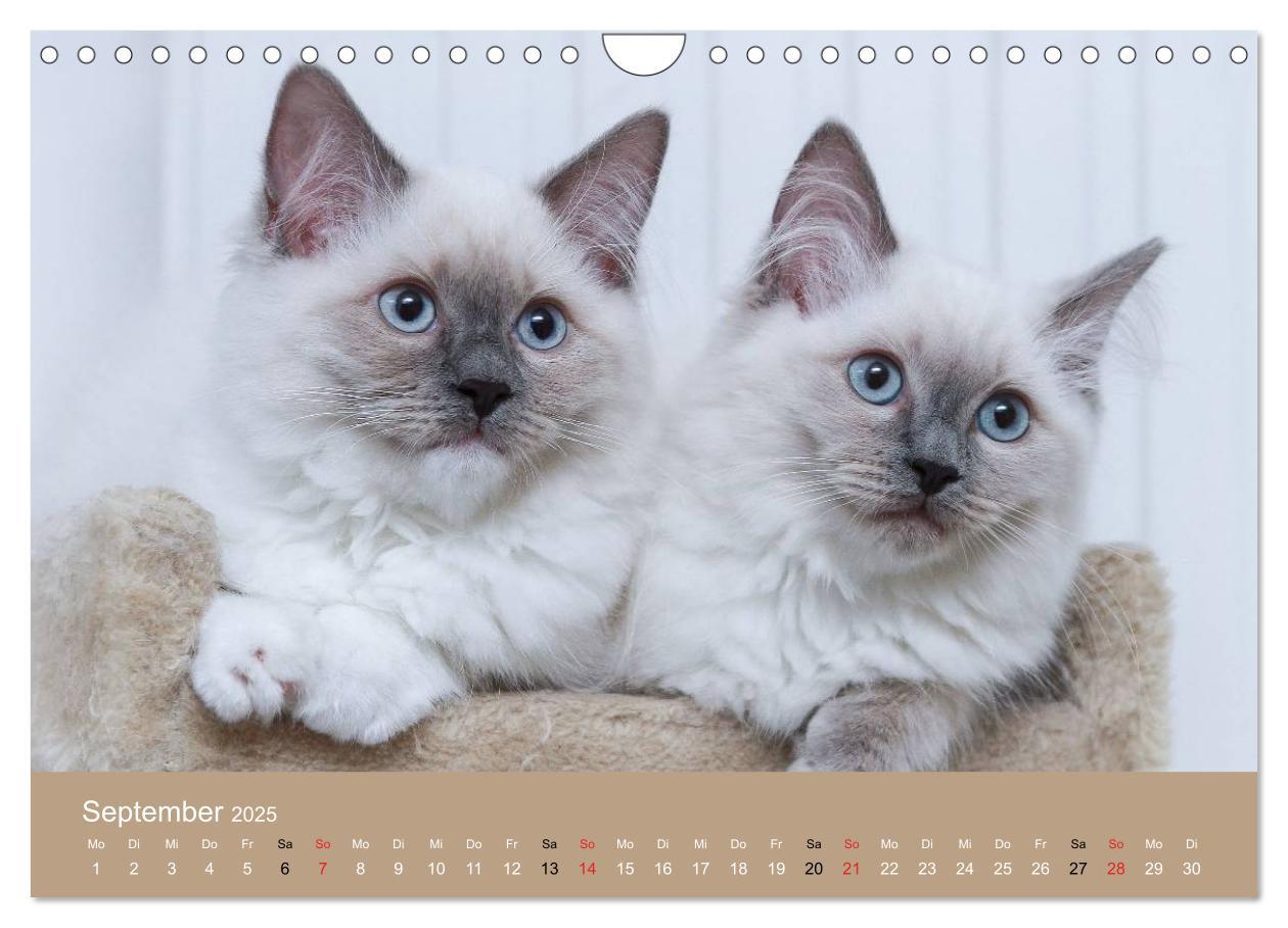 Bild: 9783435492268 | Verliebt in Ragdolls ... die sanfte Katzenrasse (Wandkalender 2025...