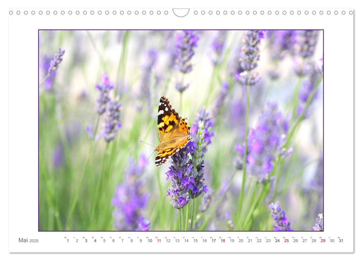 Bild: 9783435078141 | Sanfte Natur (Wandkalender 2025 DIN A3 quer), CALVENDO Monatskalender