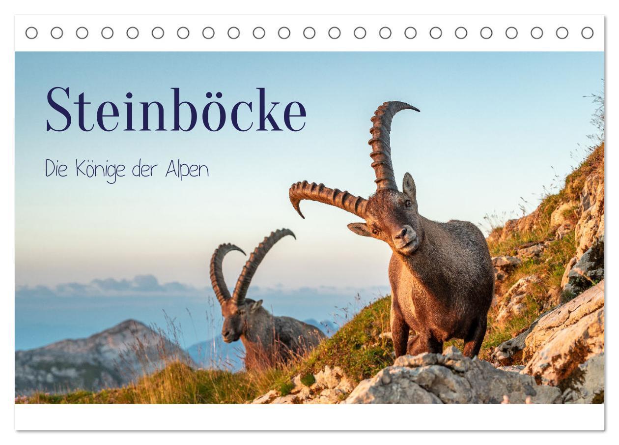 Cover: 9783383907937 | Steinböcke - Die Könige der Alpen (Tischkalender 2025 DIN A5 quer),...