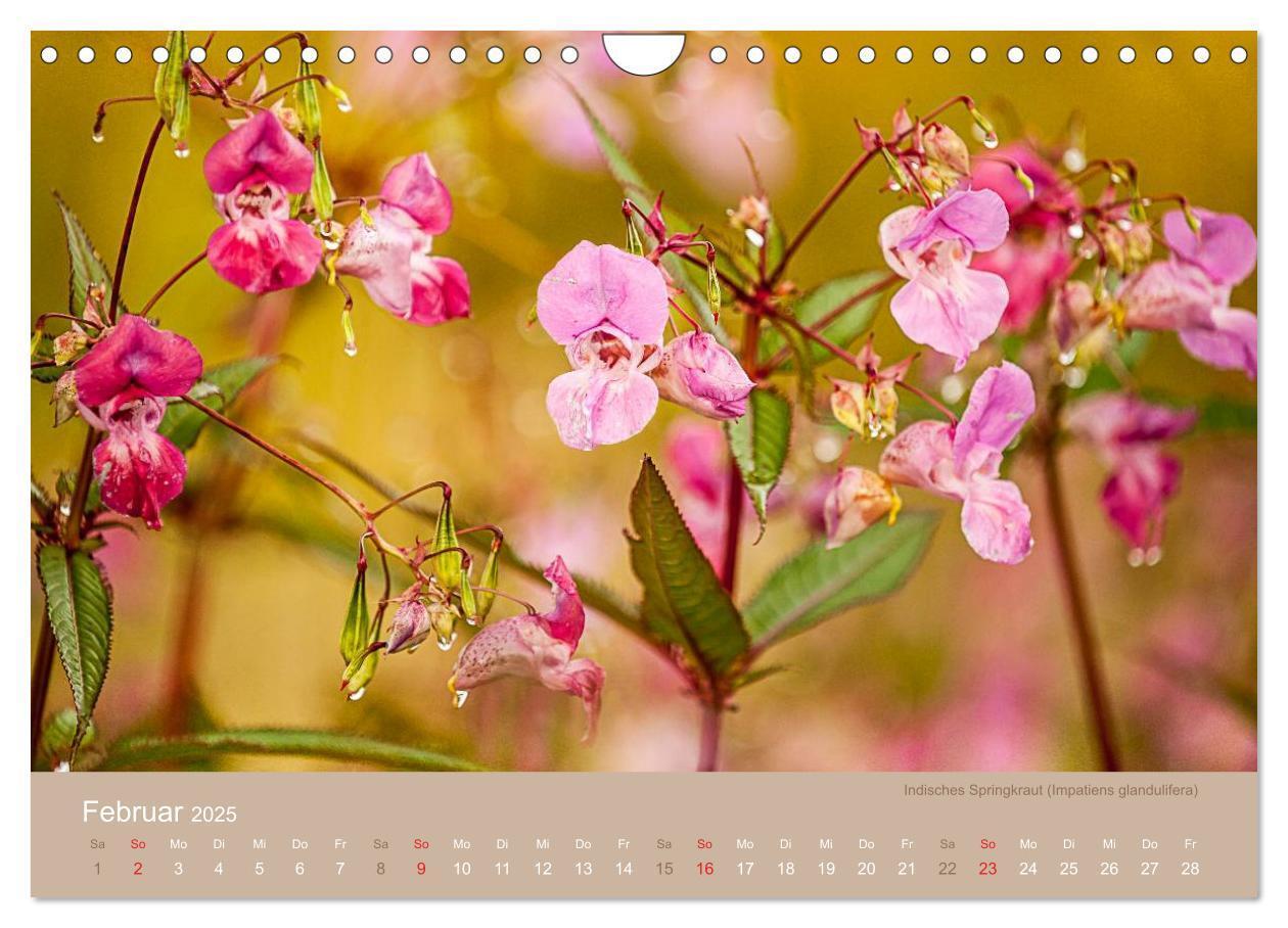 Bild: 9783435650026 | WILDE NAHRUNG (Wandkalender 2025 DIN A4 quer), CALVENDO Monatskalender