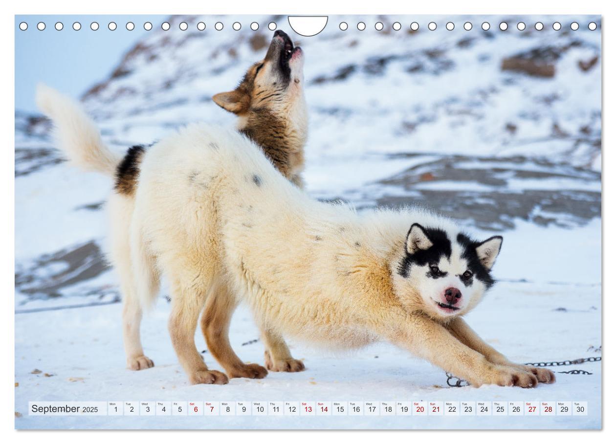 Bild: 9781325937998 | Greenland Dog - The Sled Dogs of Northern Greenland (Wall Calendar...