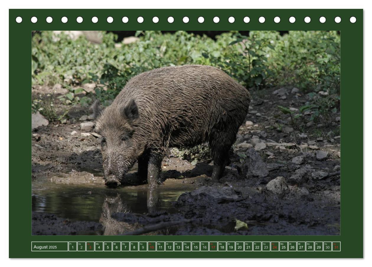 Bild: 9783435776429 | Schweinkram - Die Wildschweine sind los (Tischkalender 2025 DIN A5...