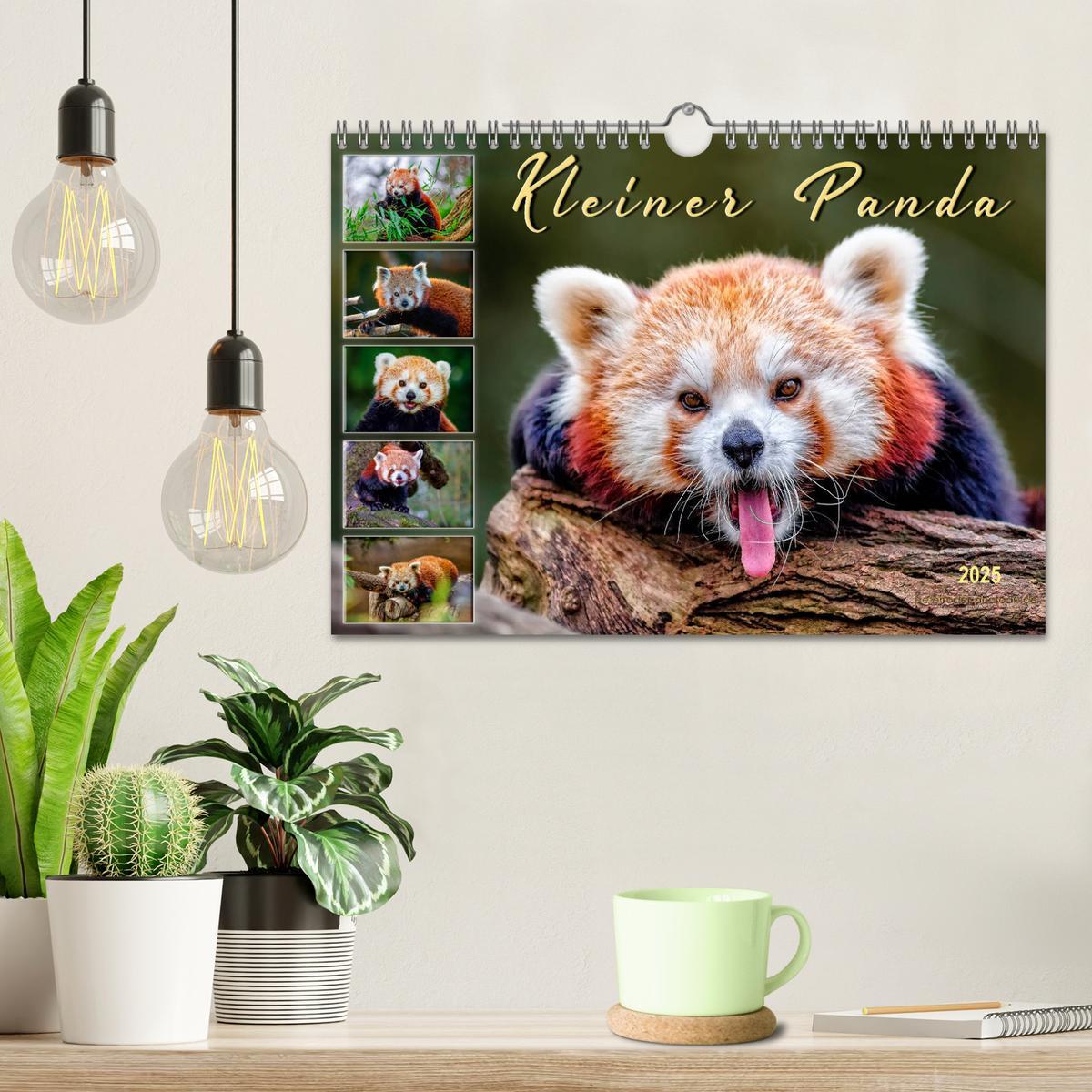 Bild: 9783435437382 | Kleiner Panda (Wandkalender 2025 DIN A4 quer), CALVENDO Monatskalender