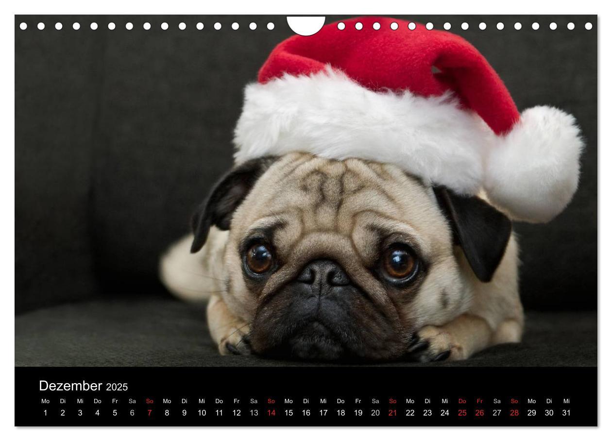 Bild: 9783435818198 | Mops 2025 (Wandkalender 2025 DIN A4 quer), CALVENDO Monatskalender