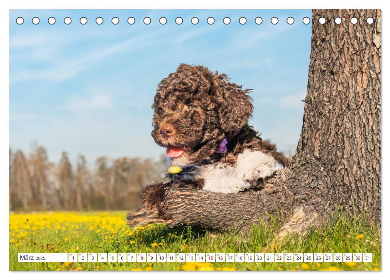 Bild: 9783457200322 | Lagotto Romagnolo Welpen - Sieben kleine Weltentdecker auf großer...