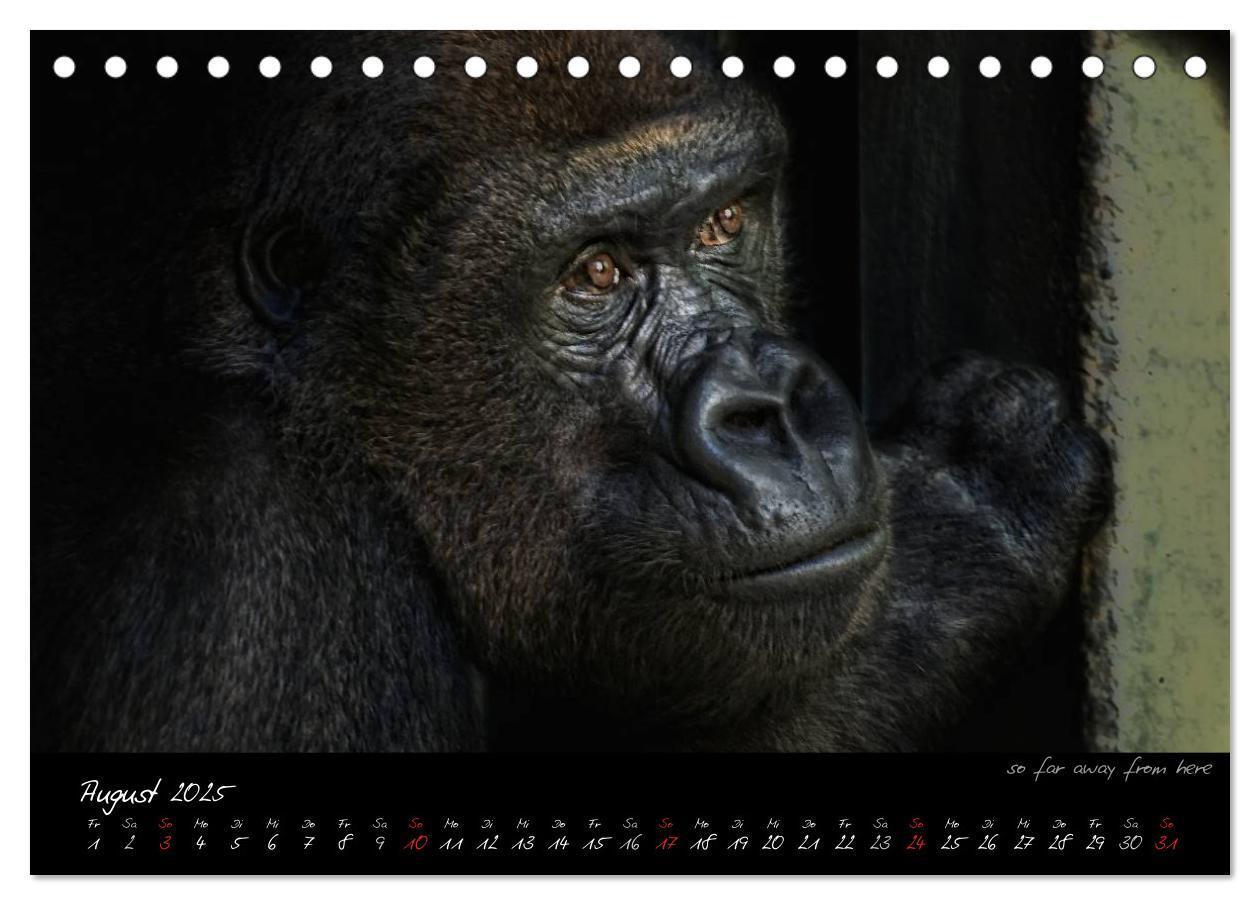 Bild: 9783435726028 | Gorilla (Tischkalender 2025 DIN A5 quer), CALVENDO Monatskalender