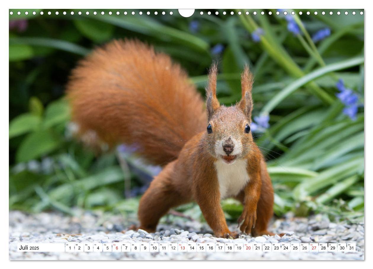 Bild: 9783435669912 | Eichhörnchen im Königlichen Garten (Wandkalender 2025 DIN A3 quer),...