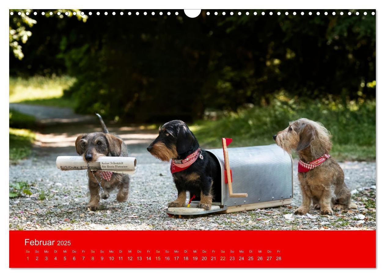 Bild: 9783435015511 | Bezaubernde Dackel (Wandkalender 2025 DIN A3 quer), CALVENDO...