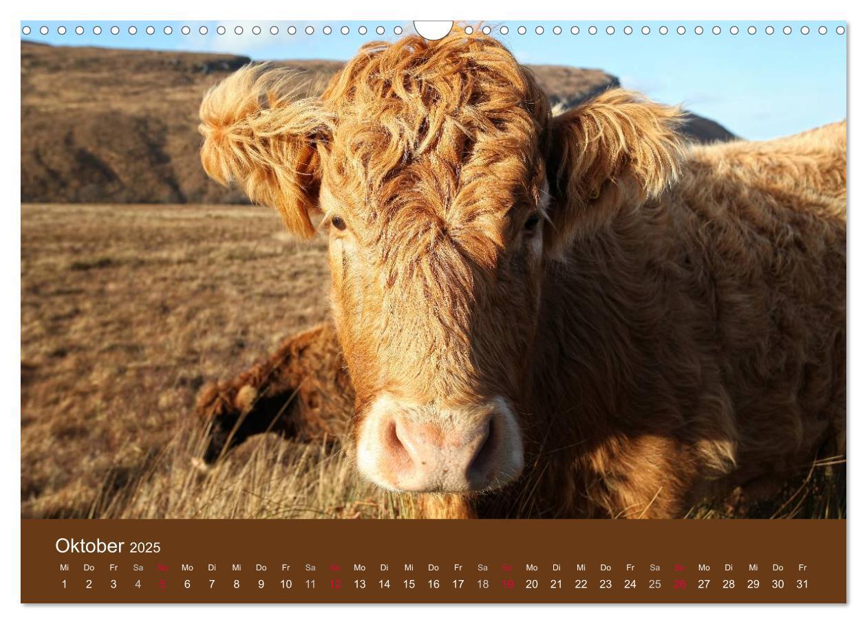 Bild: 9783435642625 | Schottische Hochlandrinder - Highland Cattle (Wandkalender 2025 DIN...