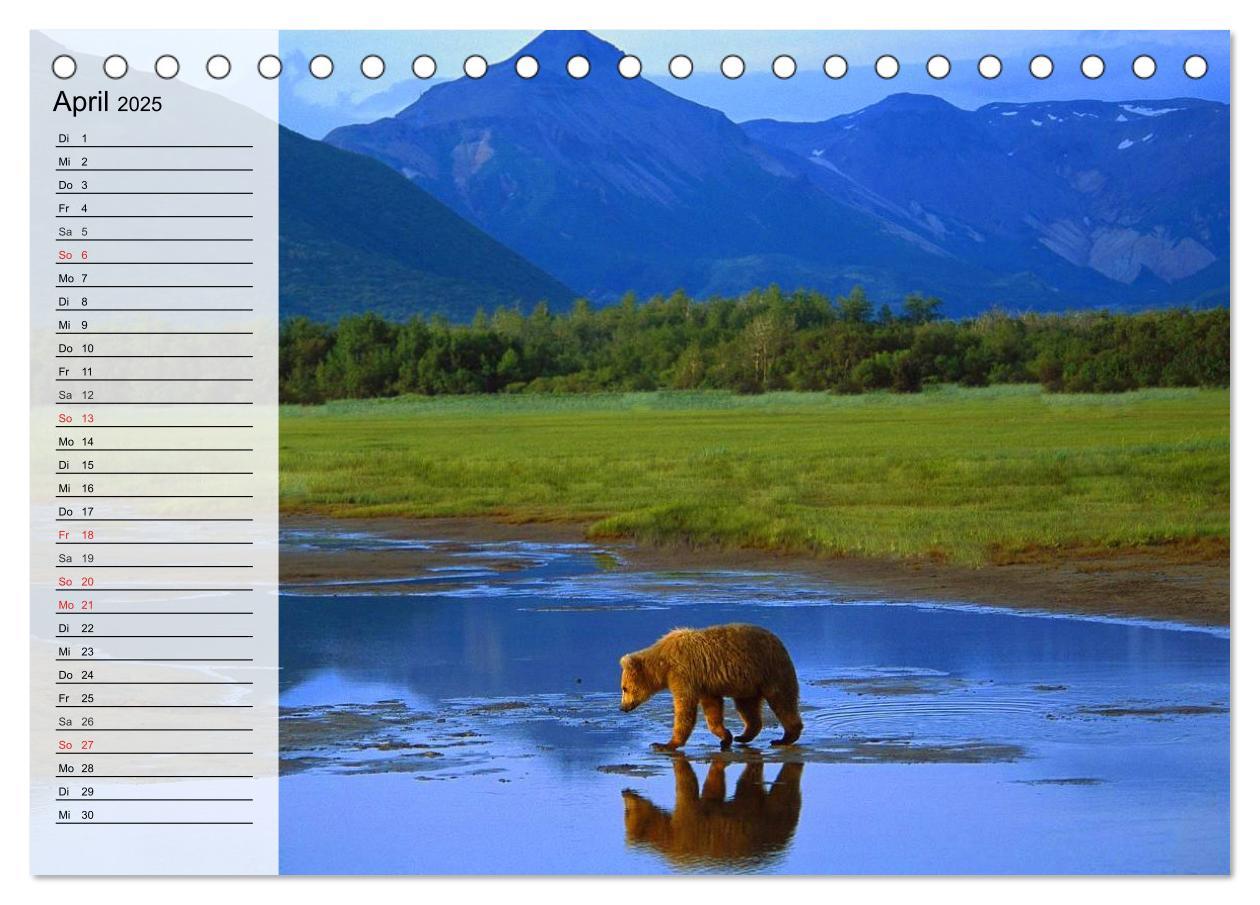 Bild: 9783435522293 | Alaska - Weites Land (Tischkalender 2025 DIN A5 quer), CALVENDO...