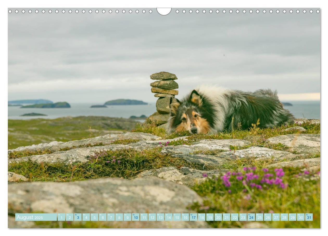 Bild: 9783435175758 | Highland-Collies - Auf vier Pfoten durch Schottland und Irland...