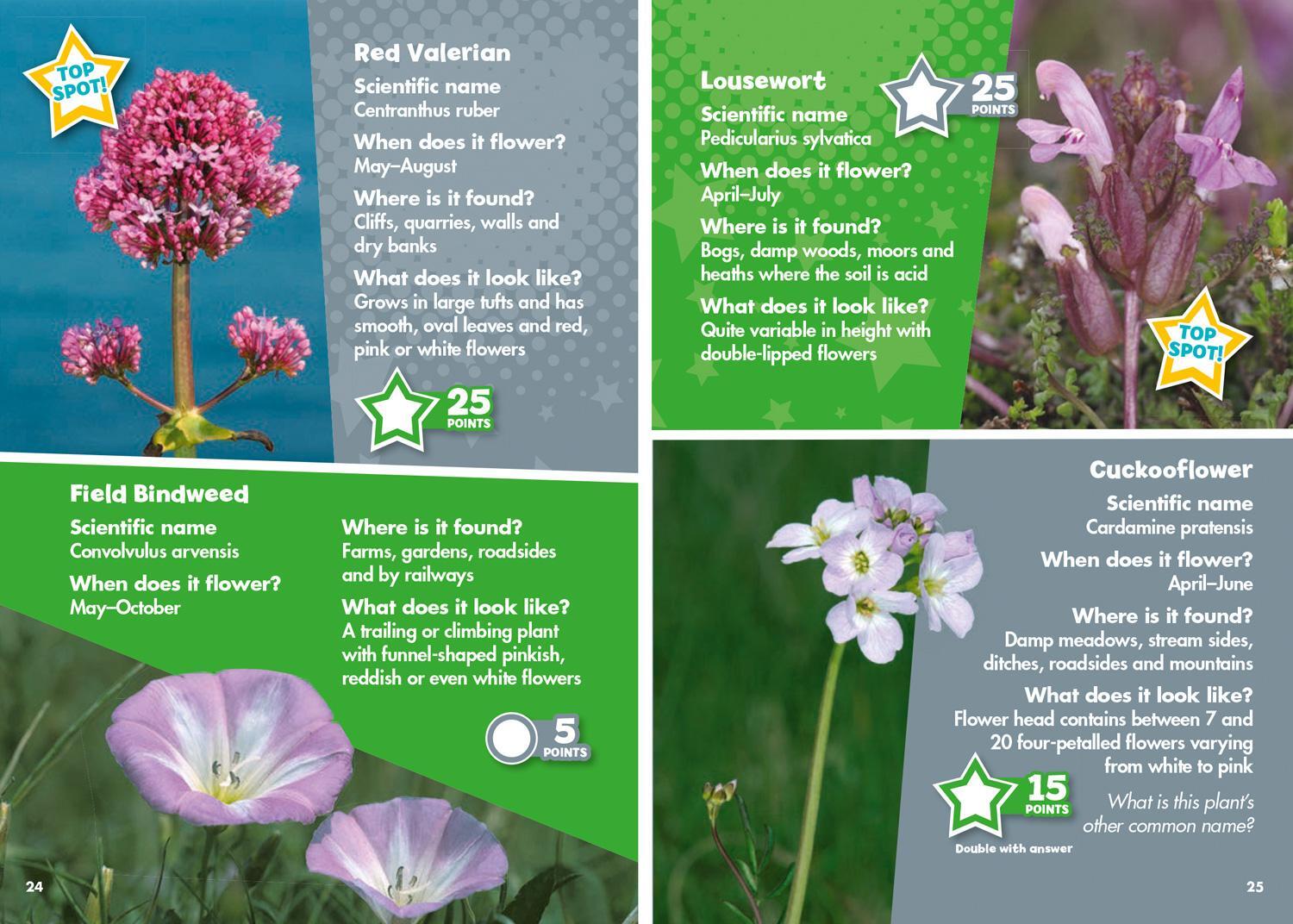 Bild: 9780008431723 | i-SPY Wildflowers | Spy it! Score it! | I-Spy | Taschenbuch | Englisch