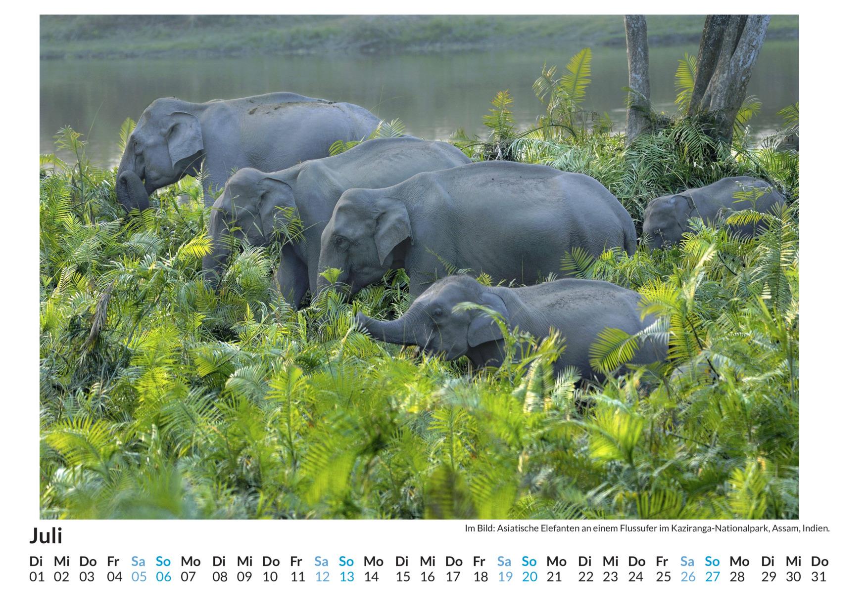 Bild: 9783759123626 | Assam - (Wandkalender 2025, Kalender DIN A4 quer, Monatskalender im...