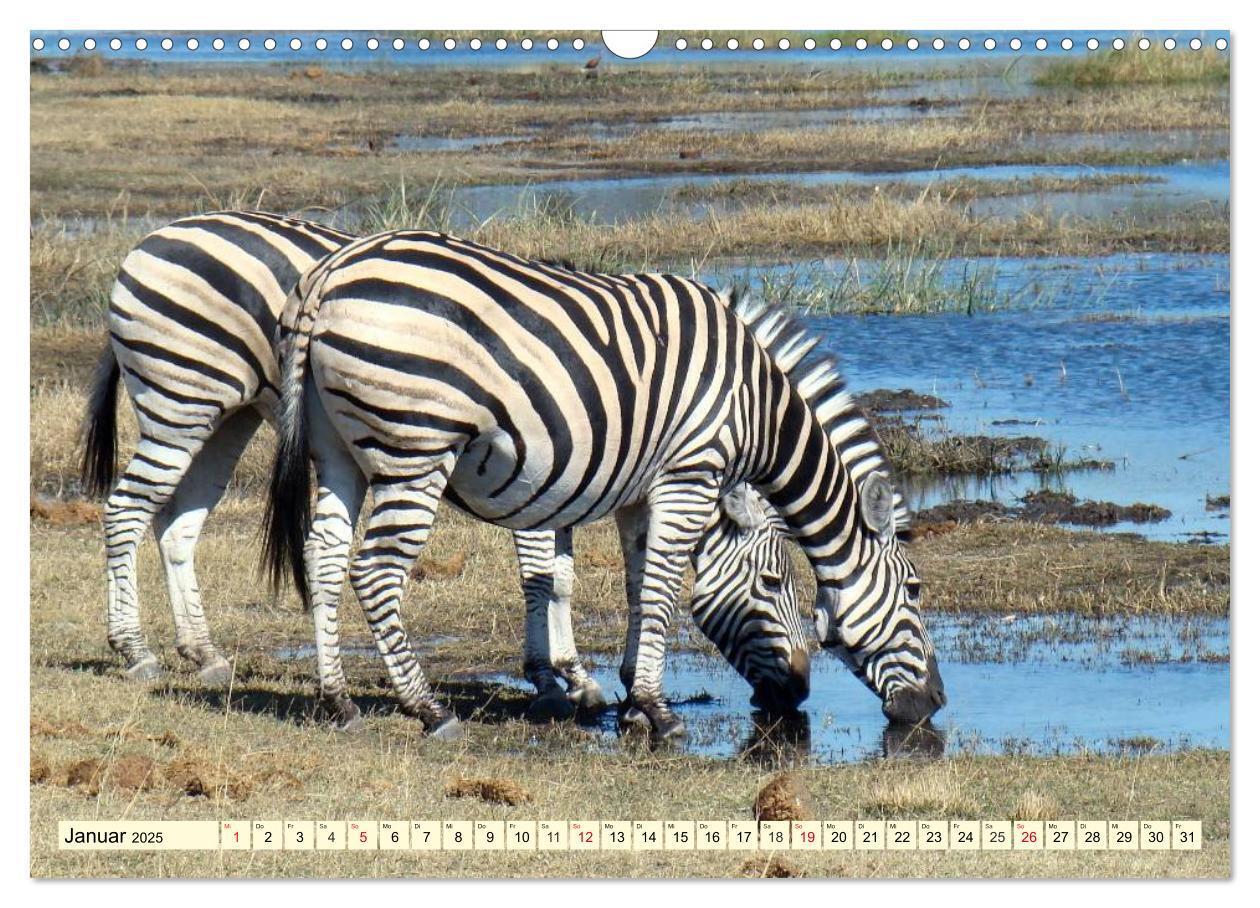 Bild: 9783435491766 | Wildes Leben in Botswana (Wandkalender 2025 DIN A3 quer), CALVENDO...