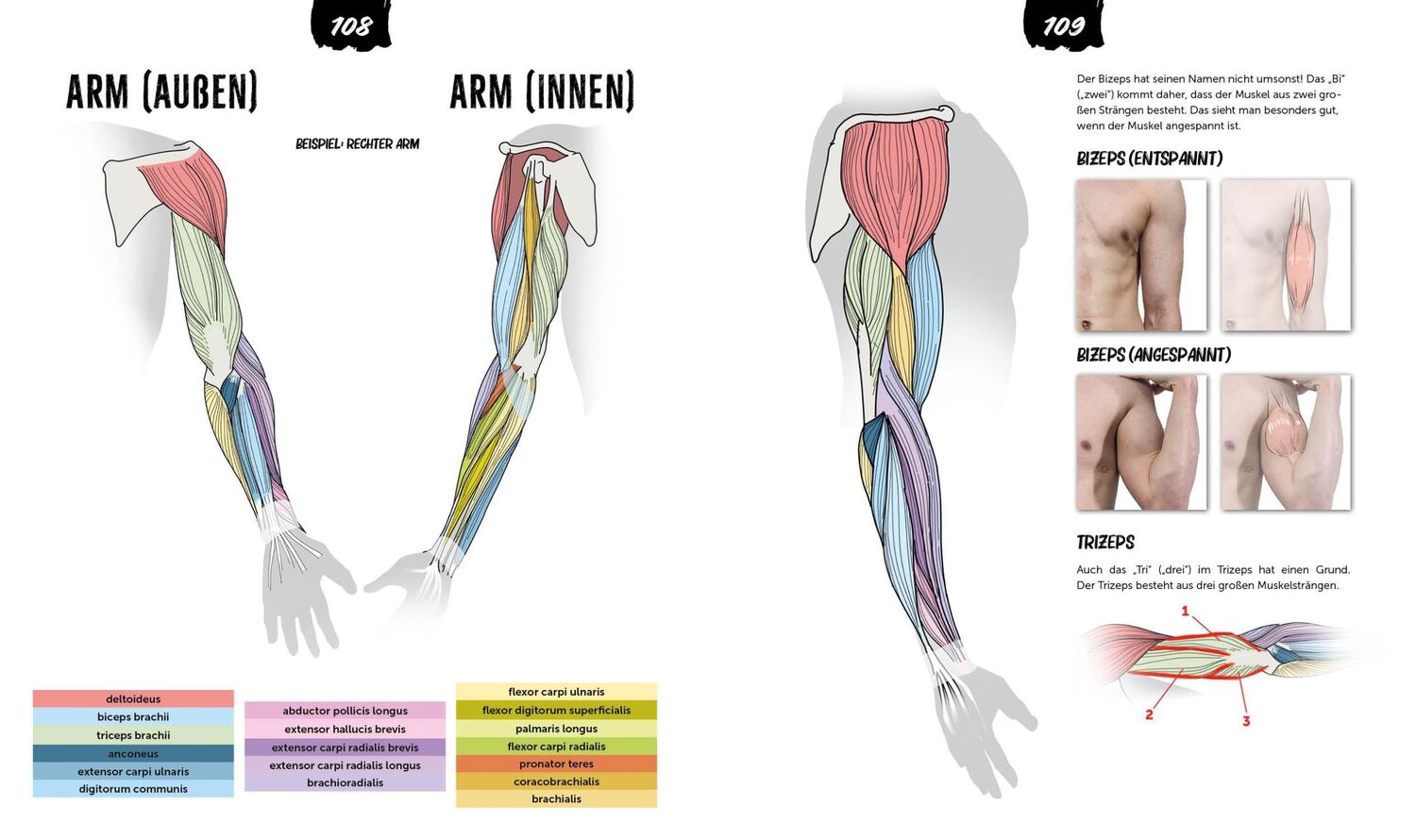 Bild: 9783745924084 | Anatomie zeichnen like a Sir | Marcel Kühn | Taschenbuch | 128 S.