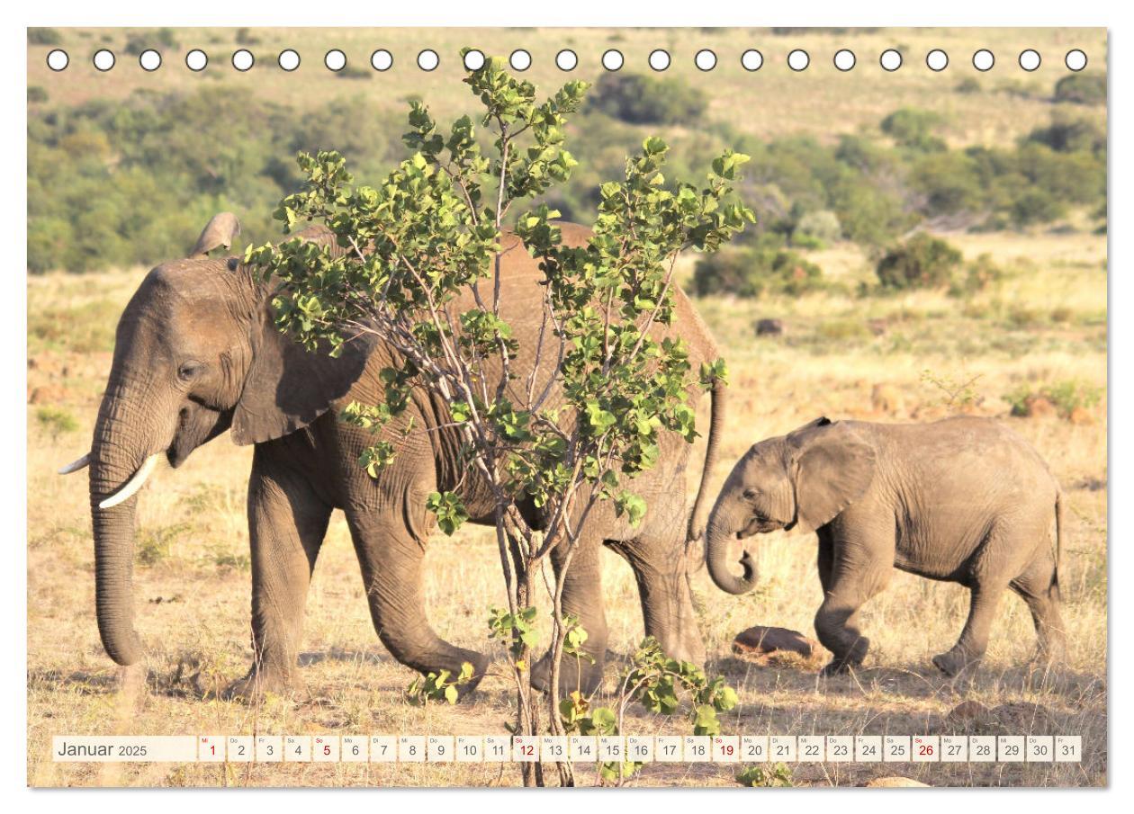 Bild: 9783435088874 | Afrikas Tiere. Majestäten in exotischer Wildnis (Tischkalender 2025...