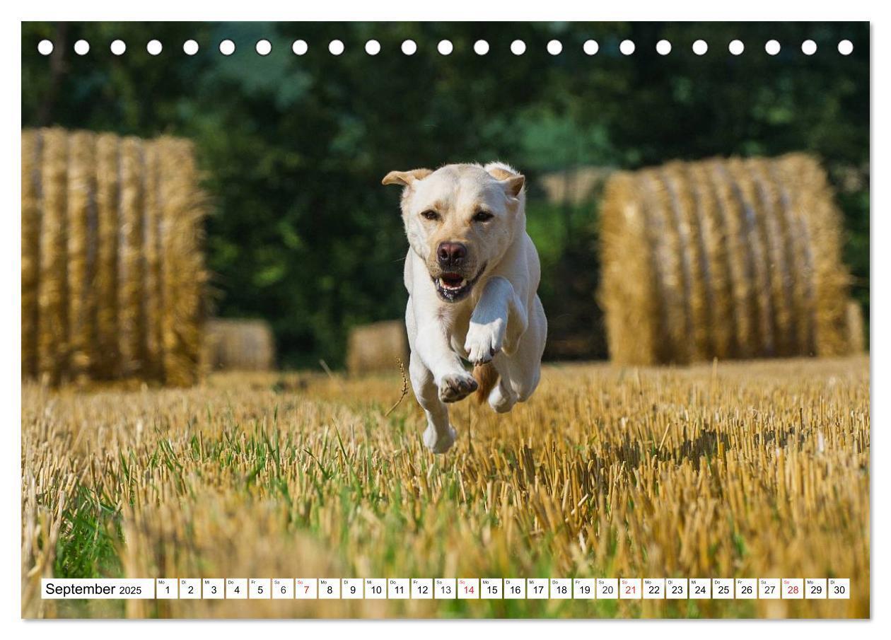 Bild: 9783435563982 | Labrador Retriever - Freunde für´s Leben (Tischkalender 2025 DIN A5...