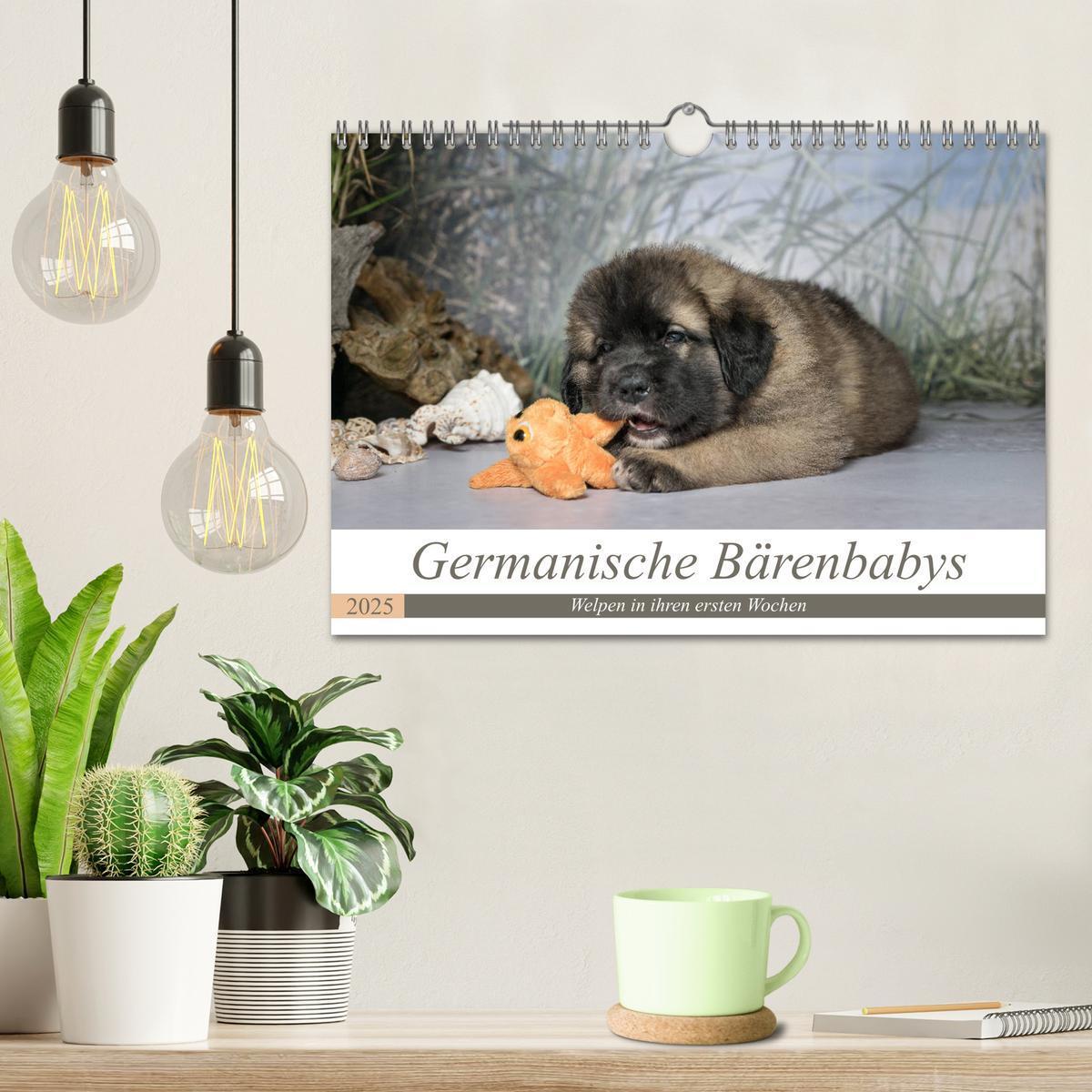 Bild: 9783435330867 | Germanische Bärenbabys (Wandkalender 2025 DIN A4 quer), CALVENDO...