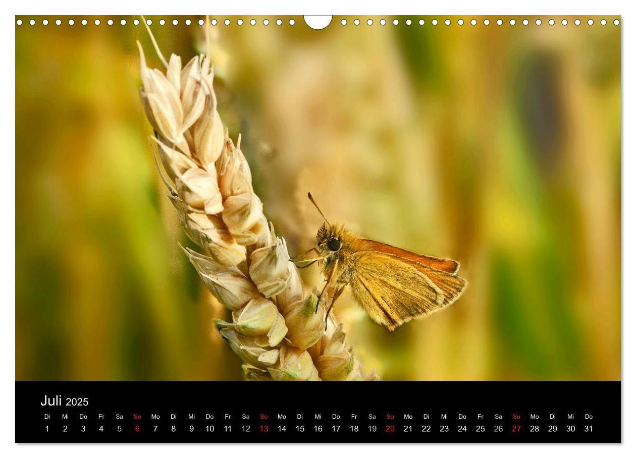 Bild: 9783435728855 | Heimische Schmetterlinge (Wandkalender 2025 DIN A3 quer), CALVENDO...