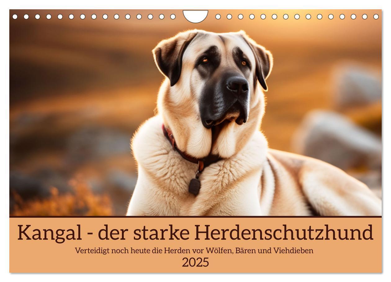 Cover: 9783457130636 | Kangal - der starke Herdenschutzhund (Wandkalender 2025 DIN A4...