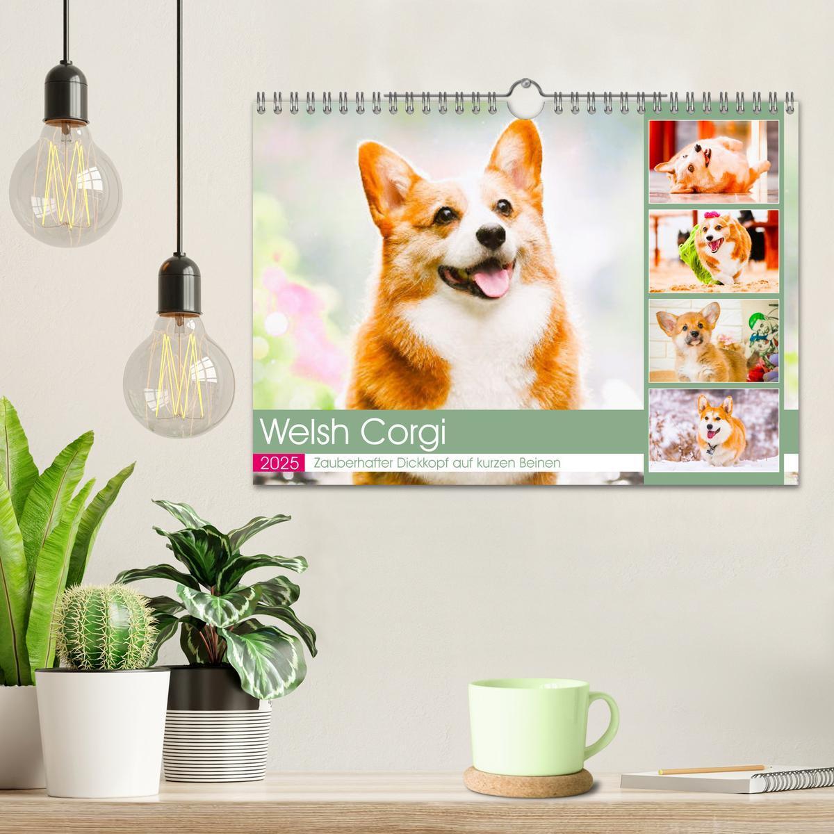 Bild: 9783435020119 | Welsh Corgi. Zauberhafter Dickkopf auf kurzen Beinen (Wandkalender...