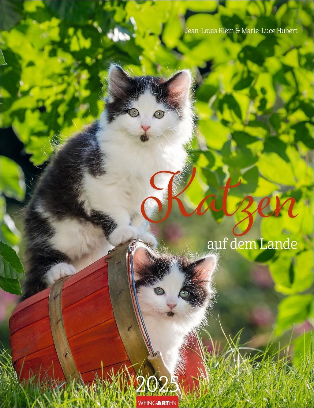 Cover: 9783839900505 | Katzen auf dem Lande Kalender 2025 | Kalender | Spiralbindung | 14 S.