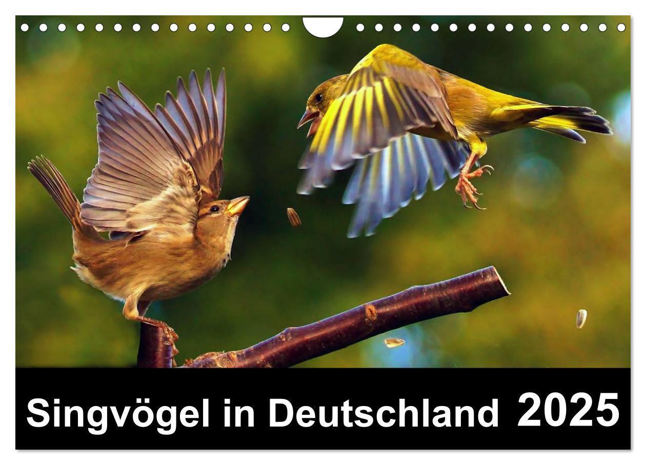 Cover: 9783435626670 | Singvögel in Deutschland (Wandkalender 2025 DIN A4 quer), CALVENDO...