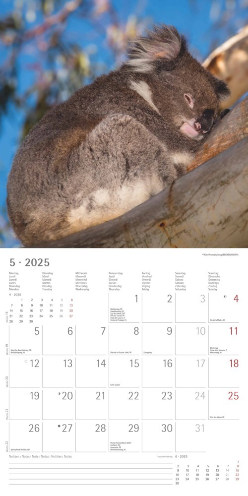 Bild: 4251732340759 | Alpha Edition - Koalas 2025 Broschürenkalender, 30x30cm,...