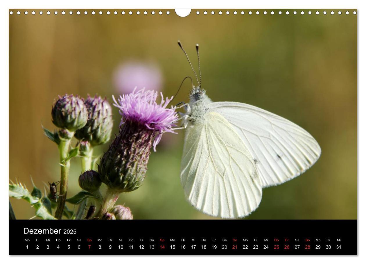 Bild: 9783435502585 | Schmetterlinge in Deutschland (Wandkalender 2025 DIN A3 quer),...