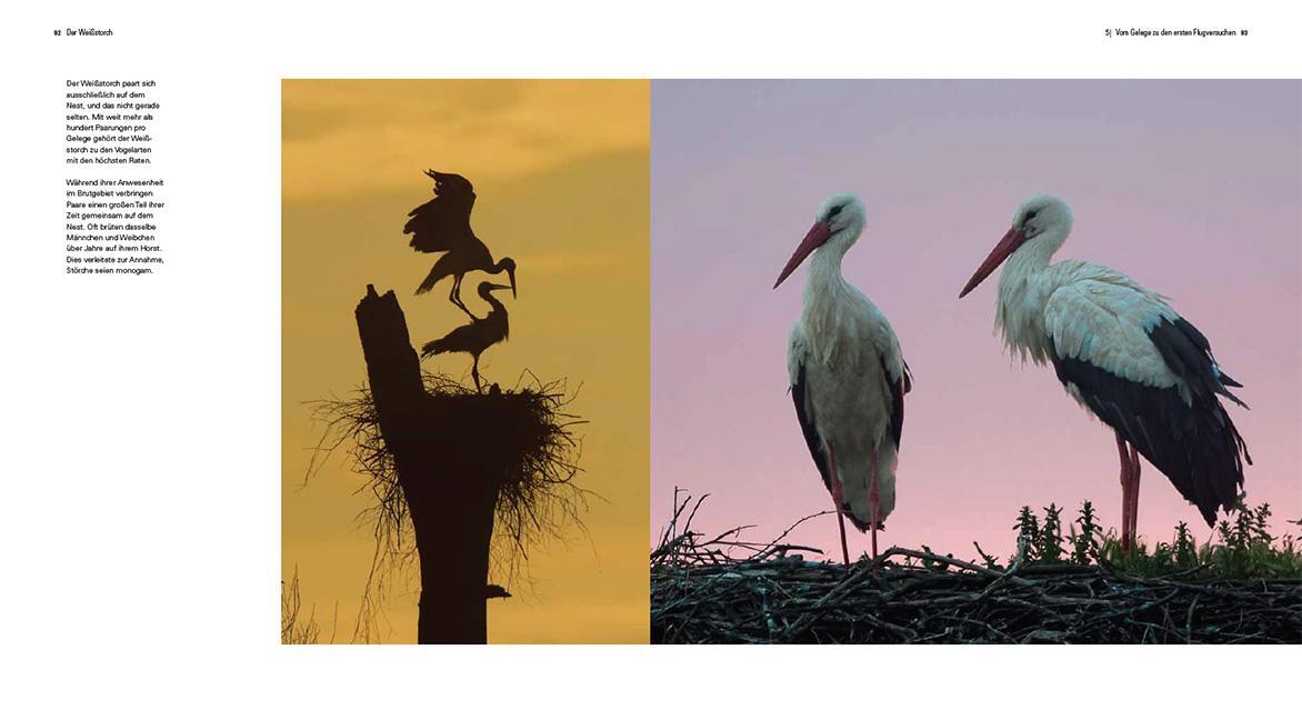 Bild: 9783258083544 | Der Weißstorch | Ein Zugvogel im Wandel | Lorenz Heer | Buch | 256 S.