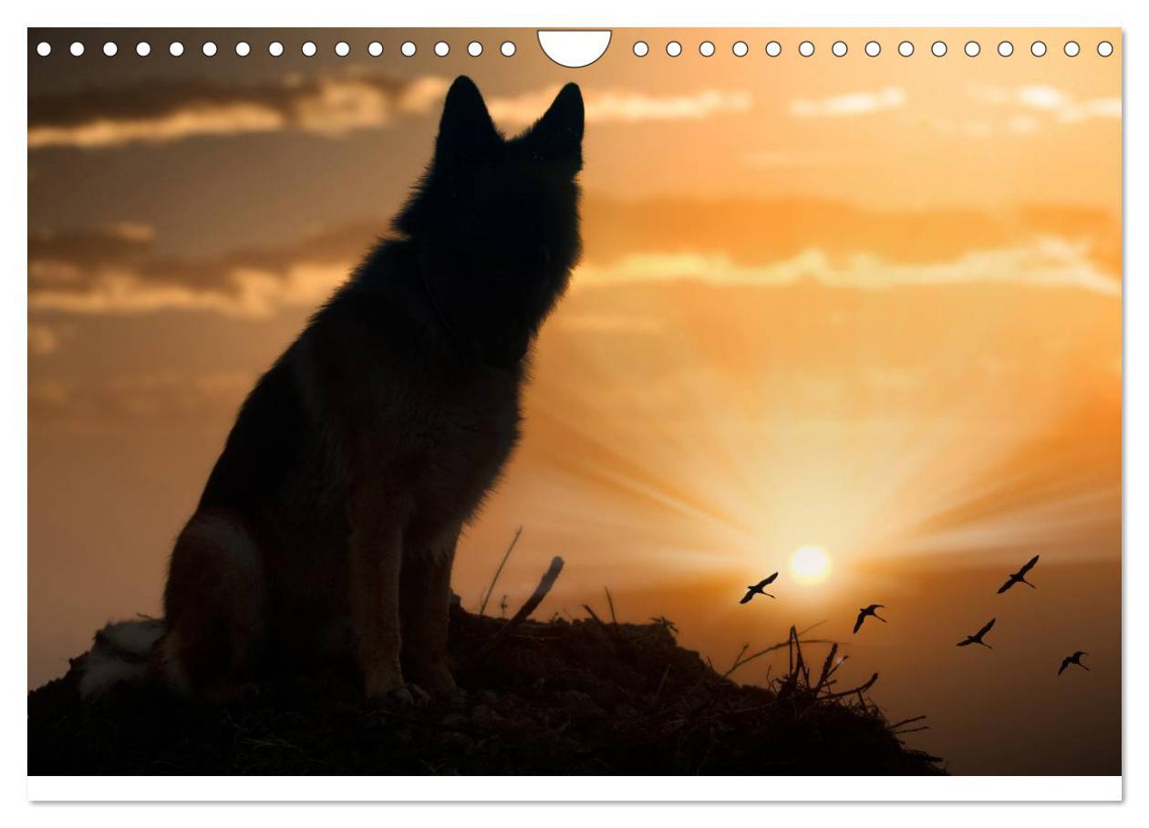 Bild: 9783435495931 | Schäferhunde Seelenhunde (Wandkalender 2025 DIN A4 quer), CALVENDO...