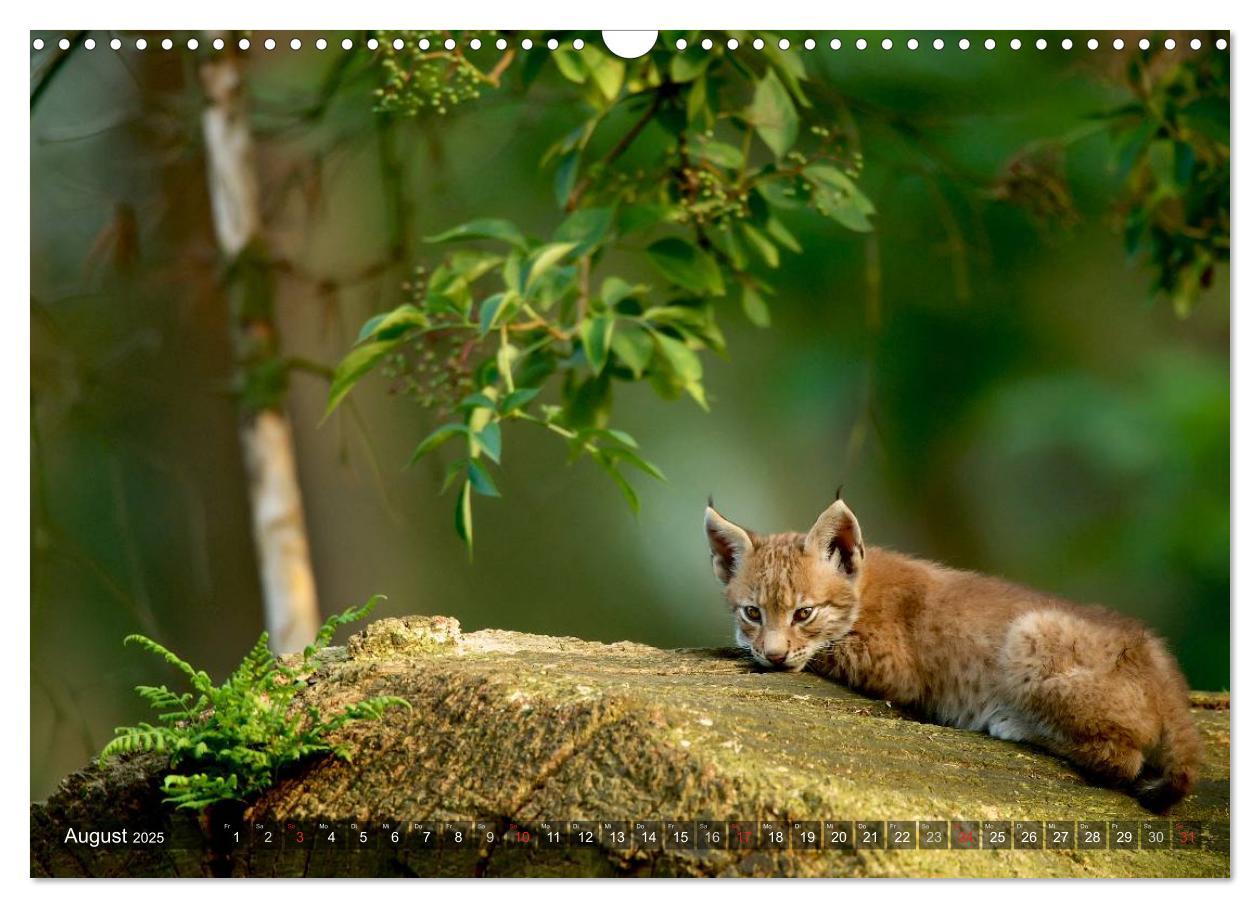 Bild: 9783435689576 | Der Luchs - Dem Pinselohr auf der Spur (Wandkalender 2025 DIN A3...