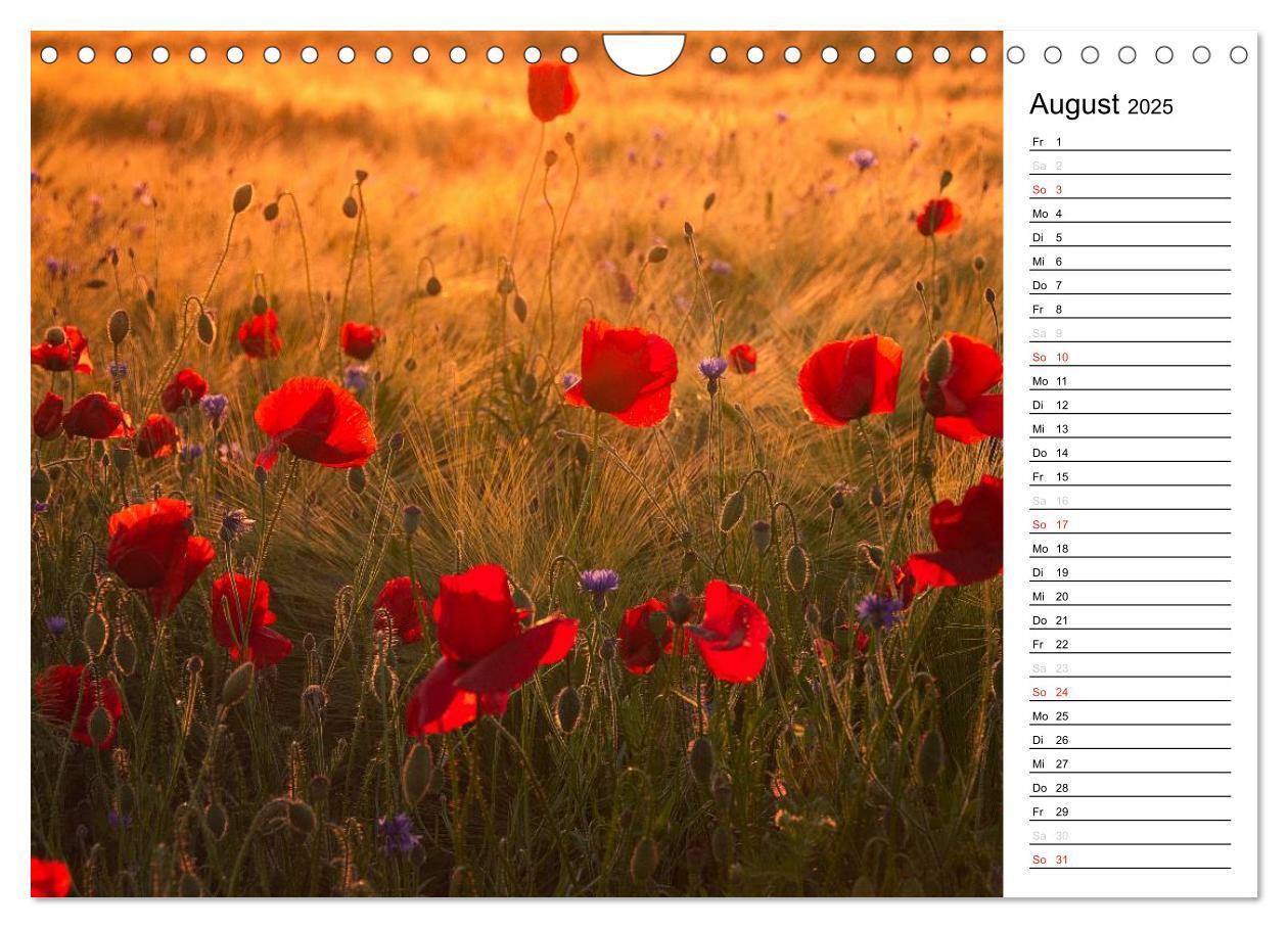 Bild: 9783435218646 | Ein Traum von Mohn (Wandkalender 2025 DIN A4 quer), CALVENDO...