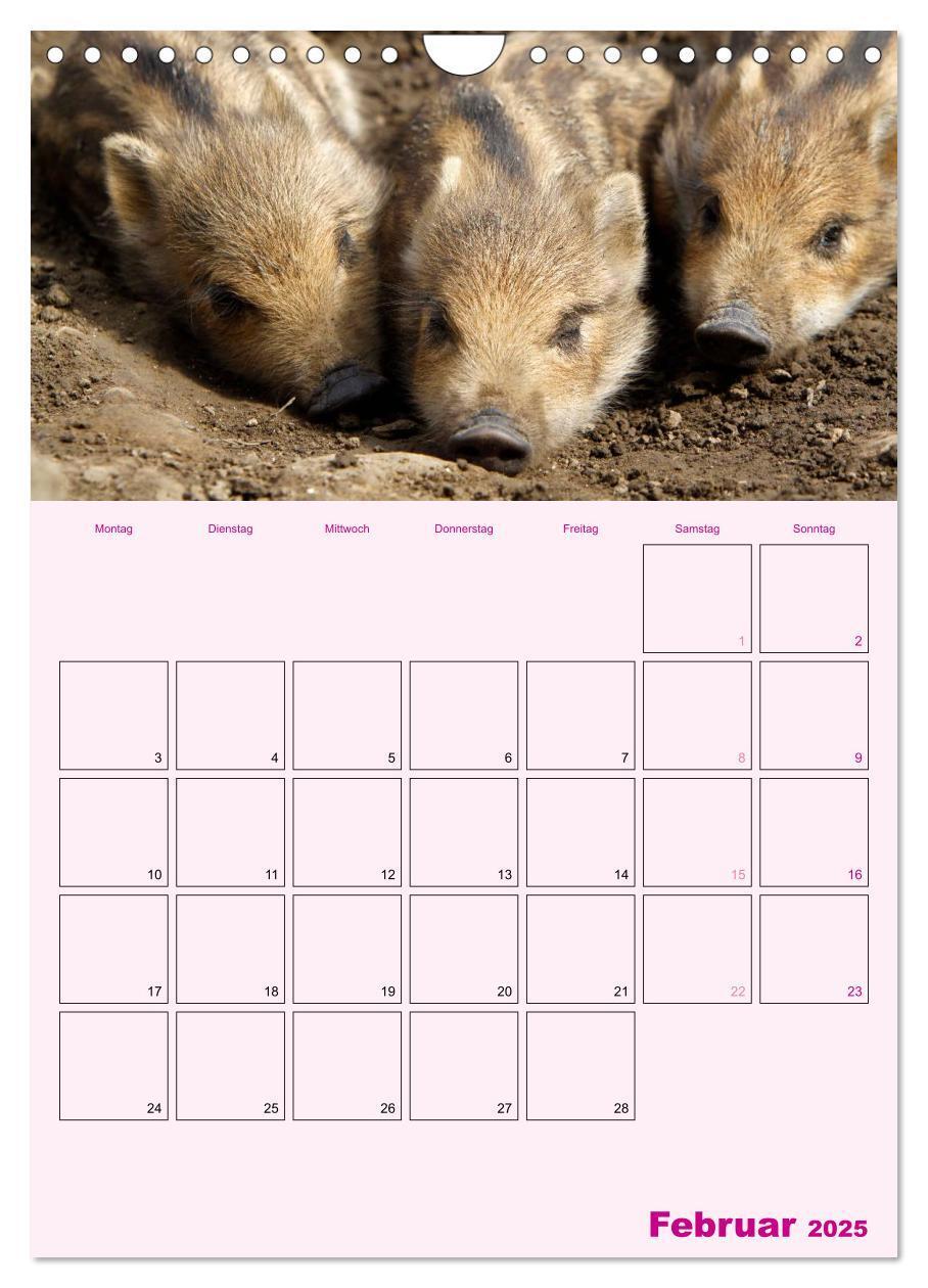 Bild: 9783457077214 | Schweinischer Terminplaner (Wandkalender 2025 DIN A4 hoch),...