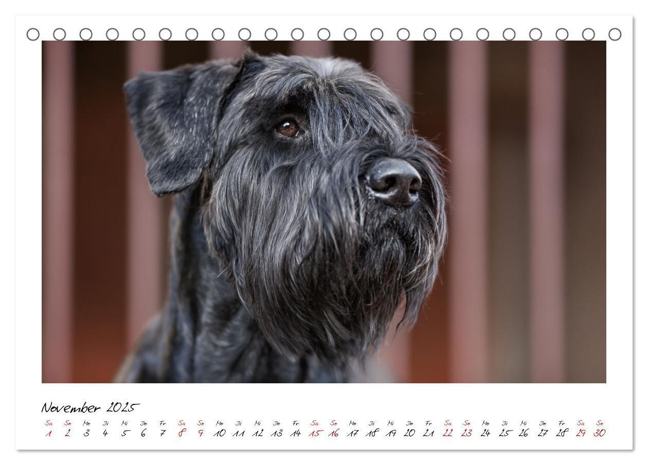 Bild: 9783435720194 | Mit dem Riesenschnauzer durch das Jahr (Tischkalender 2025 DIN A5...