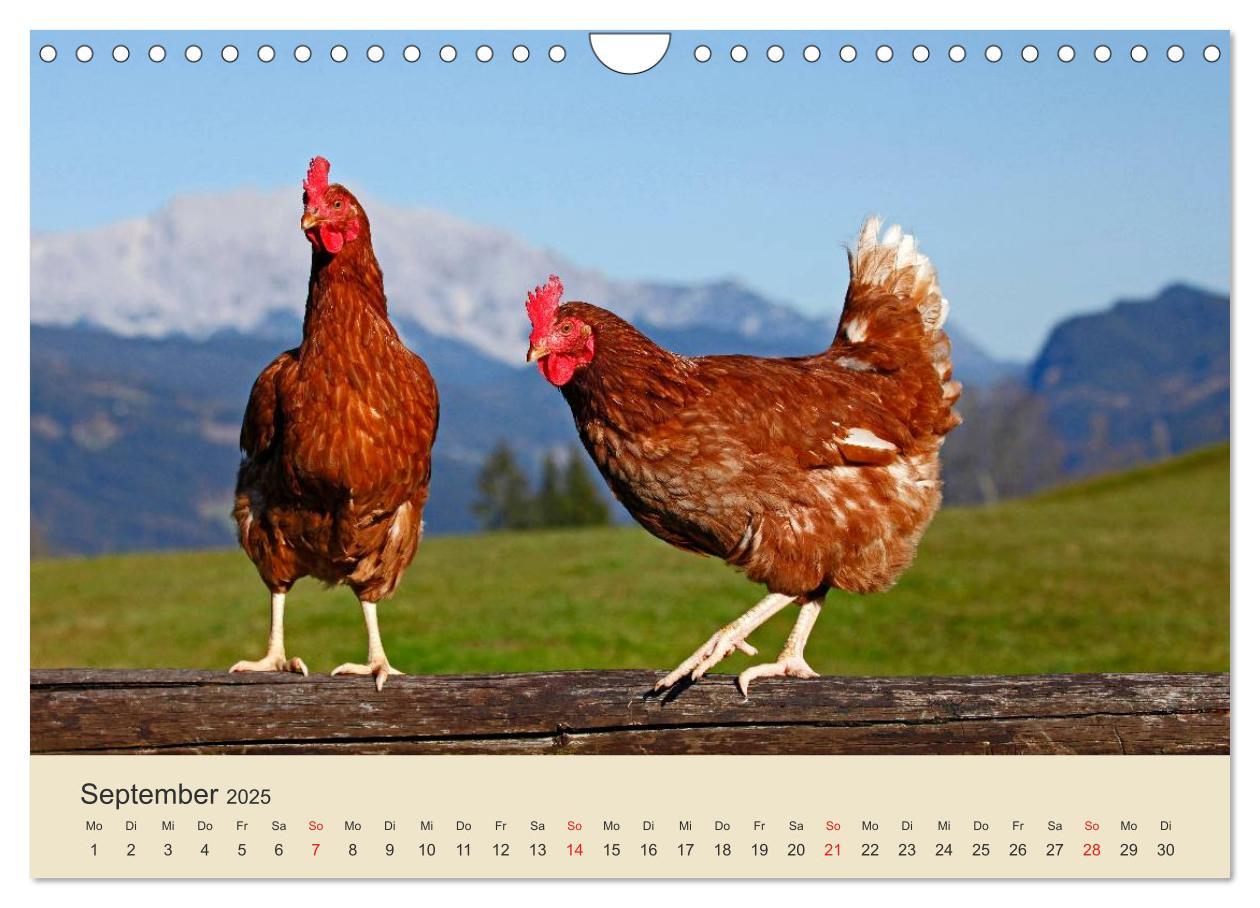 Bild: 9783435493708 | Wir sind die Stars am Bauernhof (Wandkalender 2025 DIN A4 quer),...