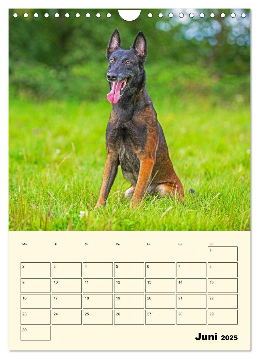 Bild: 9783435959143 | Familienplaner Tausendsassa Malinois (Wandkalender 2025 DIN A4...