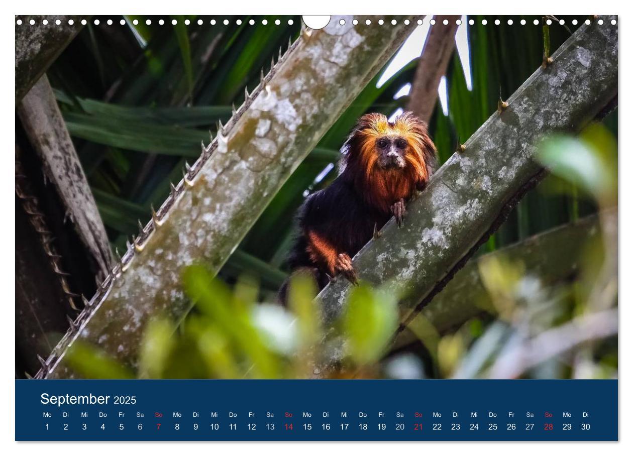 Bild: 9783435687152 | Brasilien tierisch gut 2025 (Wandkalender 2025 DIN A3 quer),...